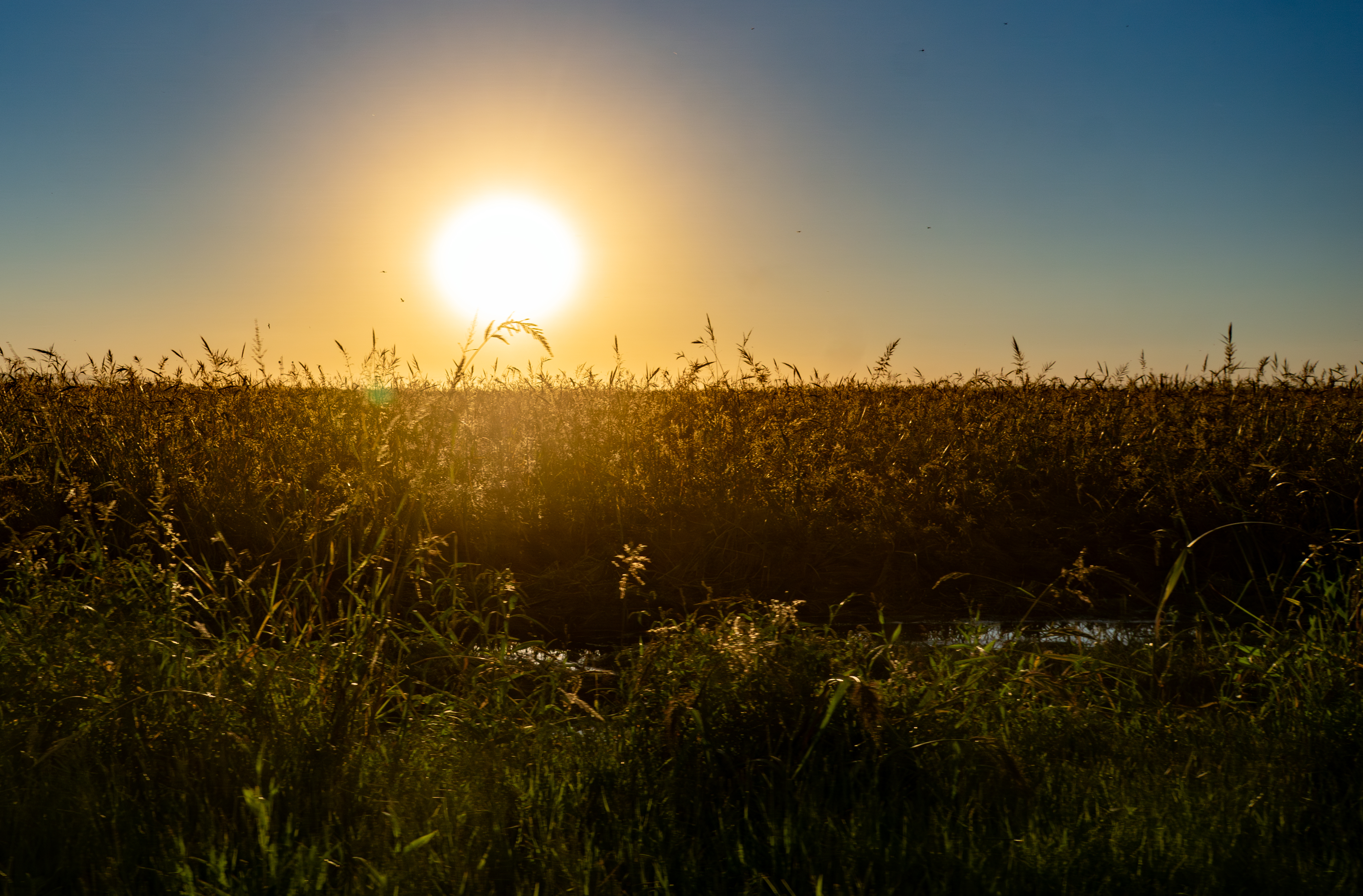 Yolo Bypass Wildlife Area