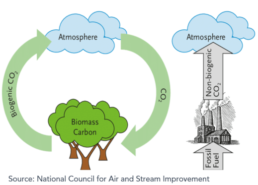 Infographic showing biogenic carbon cycle as a circular flow shown by a tree emitting biogenic carbon and absorbing carbon dioxide. This image is next to a linear carbon flow originating from fossil fuel combustion which releases carbon dioxide into the atmosphere. 
