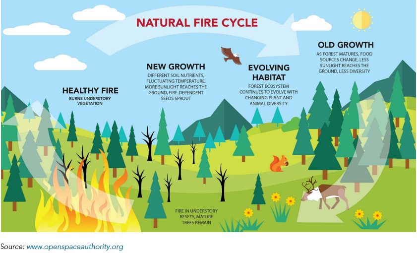 Infographic of the natural fire cycle showing how fire helps clear understory which opens up forest floor for sunlight penetration. This promotes fire-dependent seeds to sprout and increases biodiversity.
