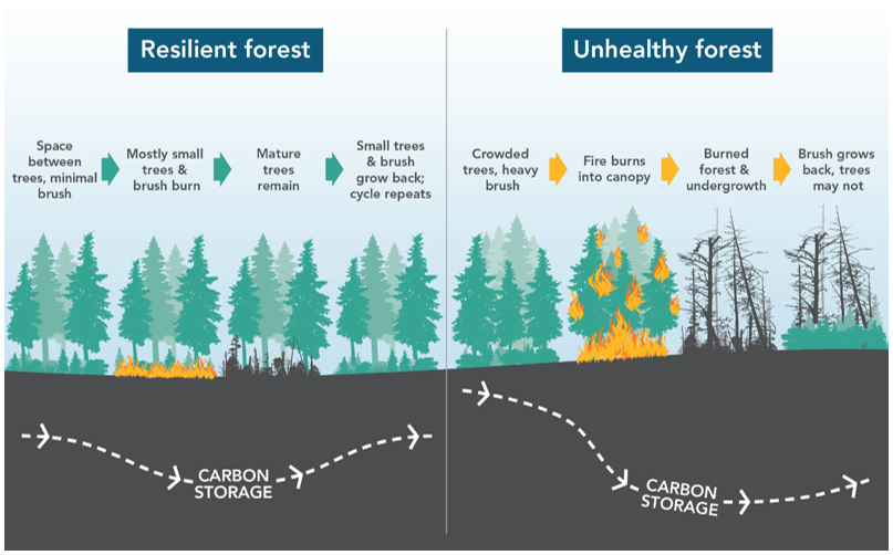 Infographic showing carbon storage changes over time for both resilient and overstocked or unhealhty forests. The resilient forest has space between trees which allows fire to burn small trees. Fire in the overstocked forest causes large canopies or crowns to burn.  A resilient forest shows carbon storage flux as a wave or sine curve, and an unhealthy forest shows carbon storage dropping steeply after crown fire and slowly increasing over time.