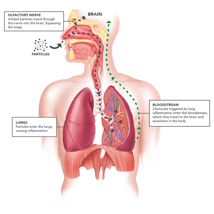 Air Pollution and the Brain