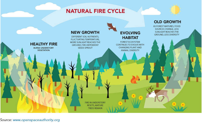 causes of forest fires