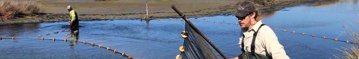 two men in waders drag a net across a wetland stream