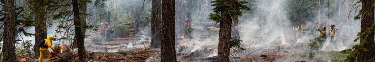 Image of a prescribed fire with fire personnel conducting the burn