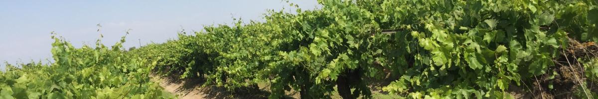 grapevines in Kings County