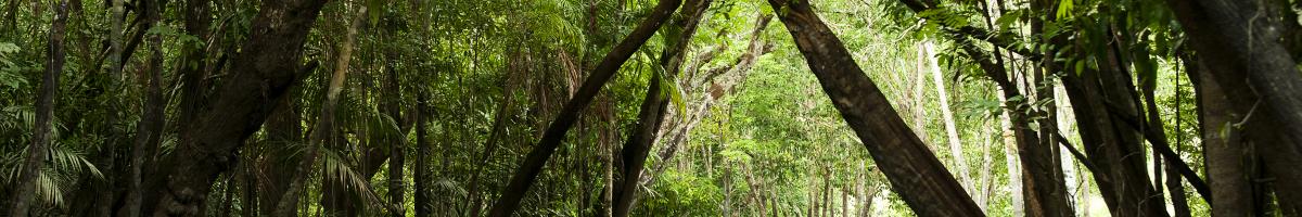 Amazon Rainforest
