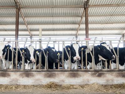 dairy cows